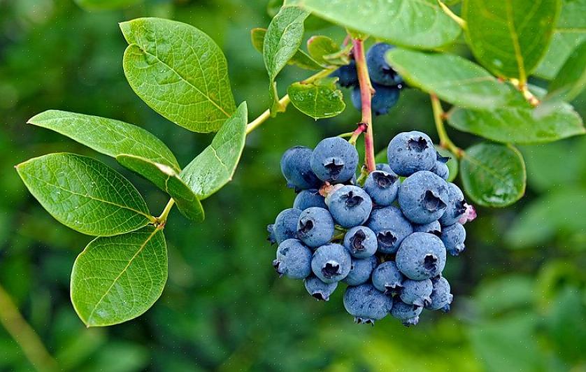 Northern highbush blåbær