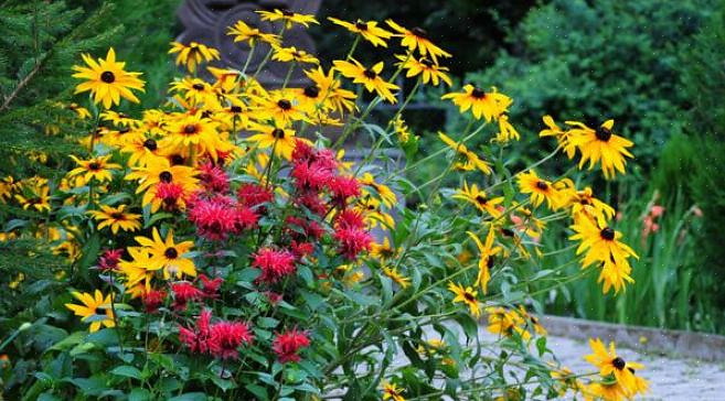 Rudbeckia hirta 'Moreno'