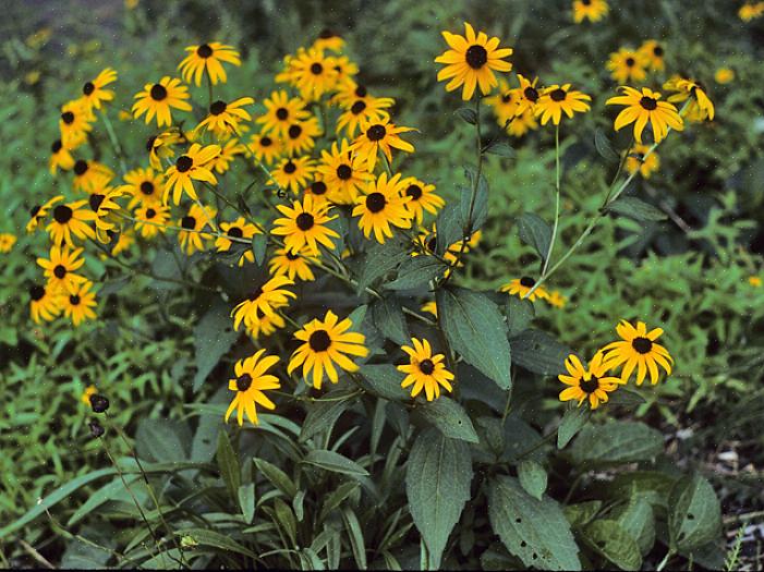 Rudbeckia hirta 'Maya' minner om høstmødre med sine lag med krøllete kronblad