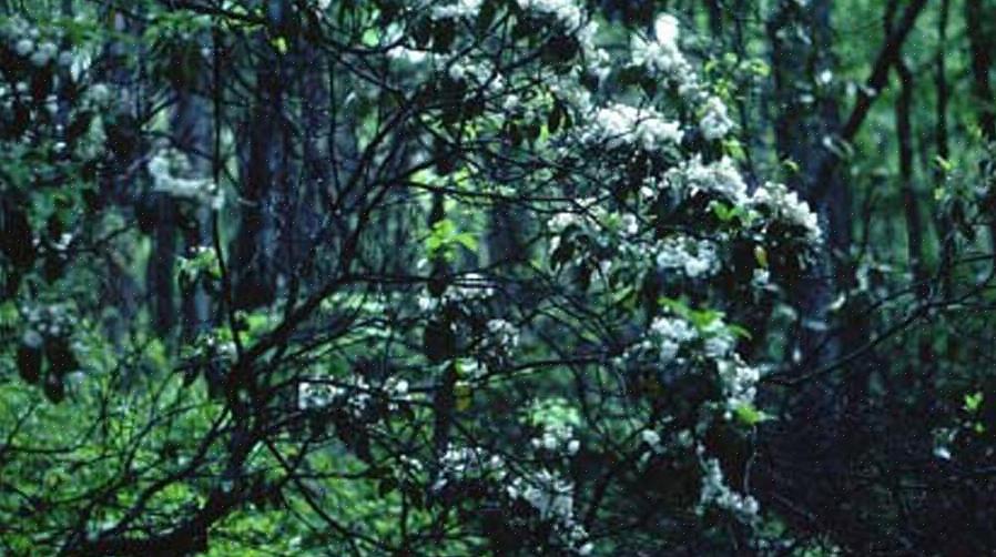 De to vanligste artene som ble brukt til å lage gitarene er svartor (Alnus glutinosa)