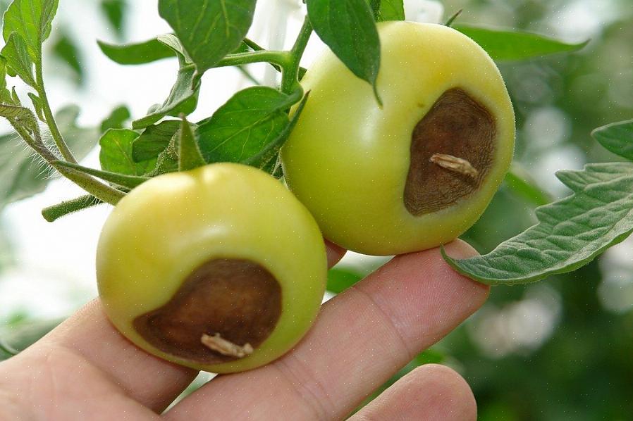 Spørsmål: Hvorfor blir tomatbunnen svart og myk