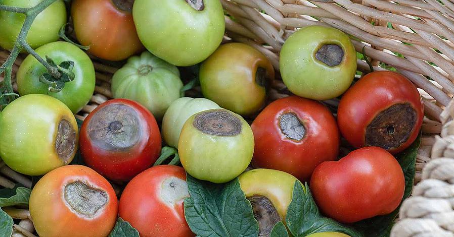 Fjern de skadede tomatene