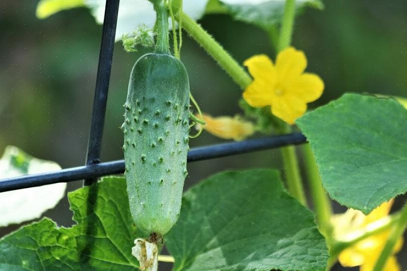 Akkurat som noen planter er gode følgesvenner sammen