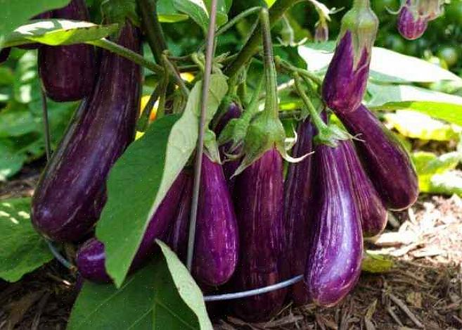 En som blir stadig mer populær i Europa er oppført som 'Turkish Eggplant' eller 'Turkish Italian Eggplant'