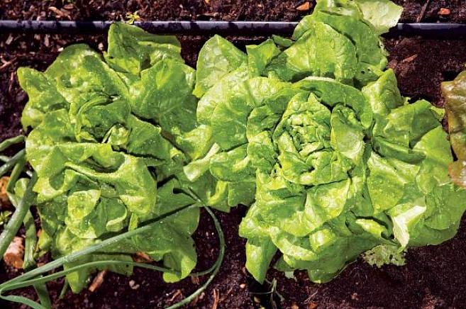 Salat er lett å dyrke
