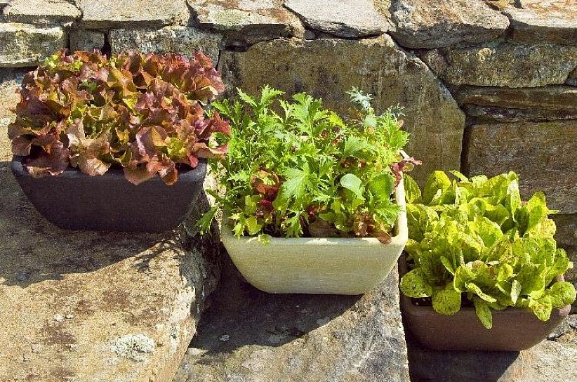 Salat kan lett sås i hagen så lenge den siste frostdatoen har gått