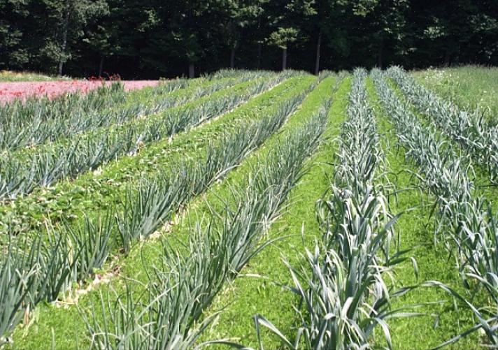 Intercropping gjør det mulig å øke helsen til alle planter fordi det kan forbedre jordens fruktbarhet