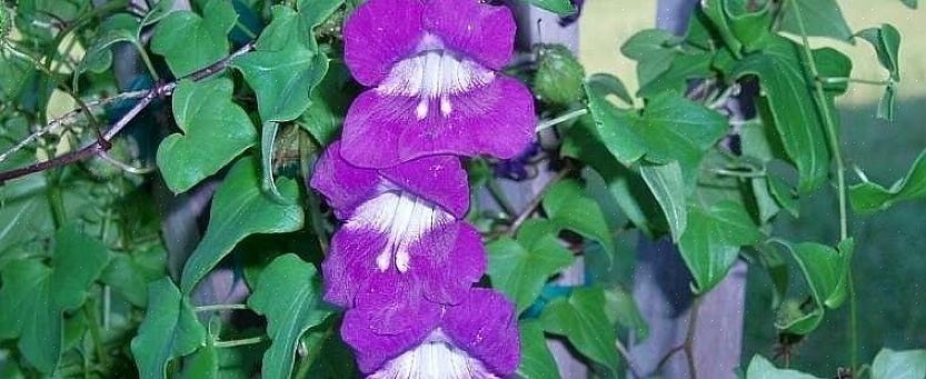 Climbing Snapdragon er populært kjent som Snapdragon Vine