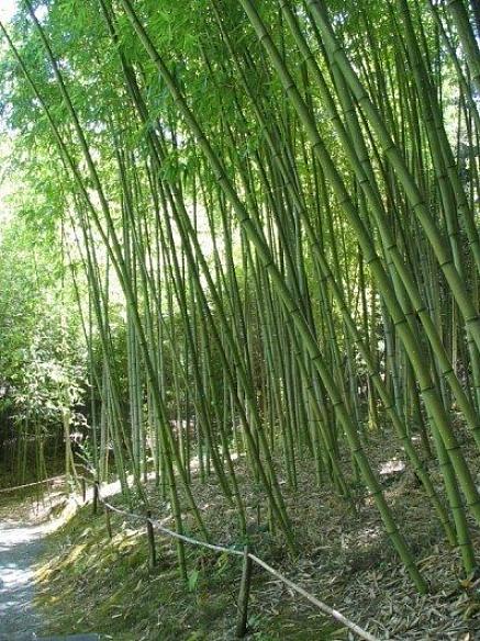 Bambus er en av de mest nyttige plantene som dyrkes i verden