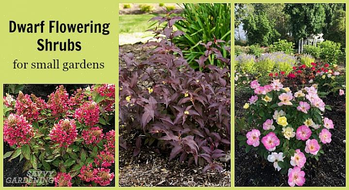 Imidlertid er det en måte du kan fylle hagen din eller beholderne med blomstrende planter uten å bruke mye