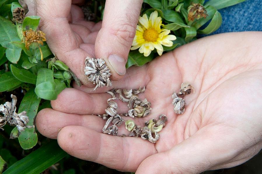 Bør du redde frø fra arv med åpne pollinerte planter