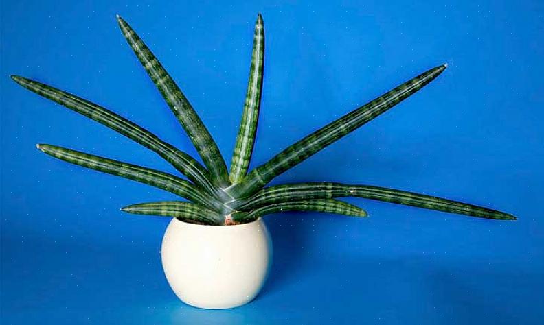 Sansevieria cylindrica er bare nytt for Europa