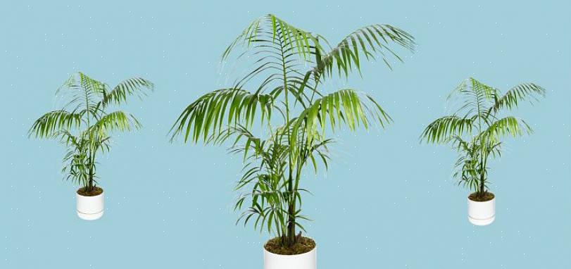 Under de rette forholdene vil en kentia palm til slutt vokse til en fantastisk prøveplante