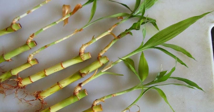 Må du imidlertid huske at den nye planten ikke vil ha den samme karakteristiske stilken