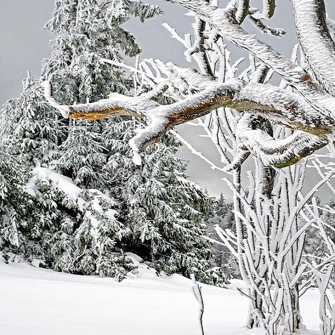 Yunnan lerk (Larix speciosa)