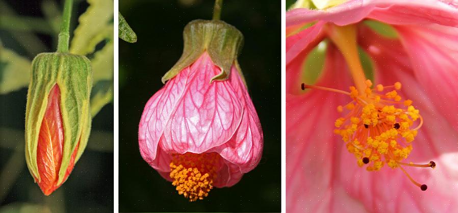 Abutilon er frittblomstrende planter med blader som lønnetrær