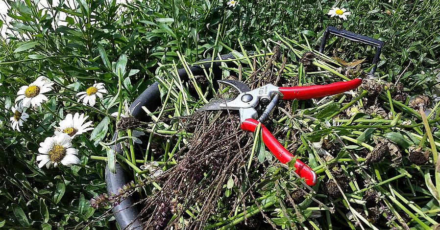 Bruk håndbeskjæringsmaskiner for å kutte ned hver stamme til rett over et blad eller en knopp