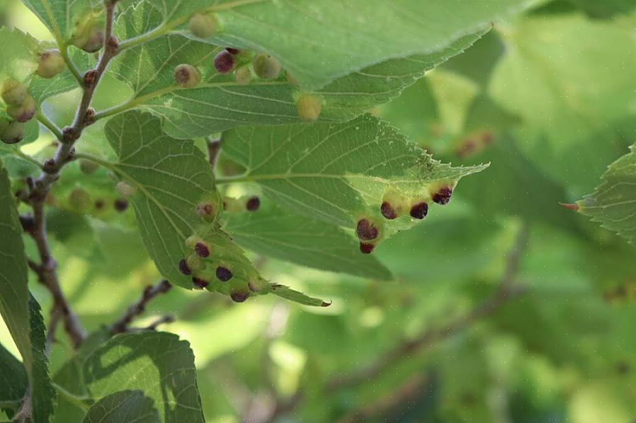 Mens skaden fra galls vanligvis ikke dreper et tre