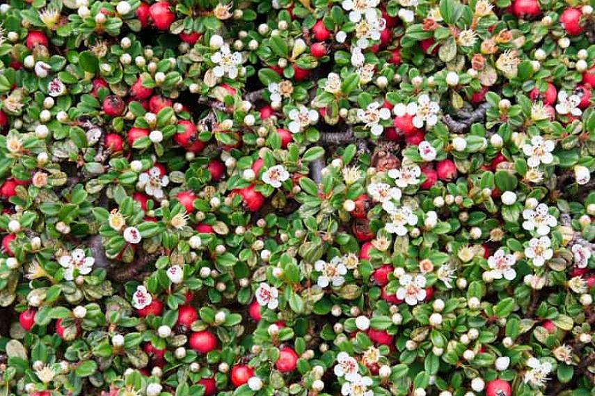 Bearberry er også et nyttig valg når du trenger en plante som er tolerant mot salt eller tørke