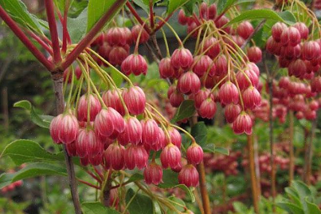 Kan du vurdere å plante Enkianthus campanulatus