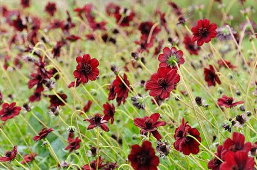 Med sine dypeste rødbrune blomster er arvestykket 'Chocolate Solider' columbine en hagedesigners glede