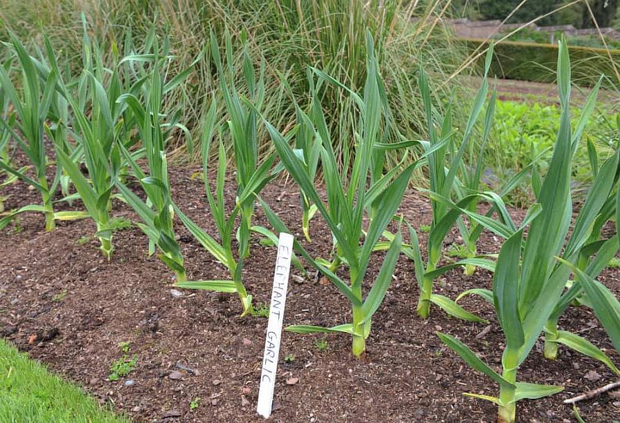 Og du får en enkelt pære i årene plantene ikke blomstrer