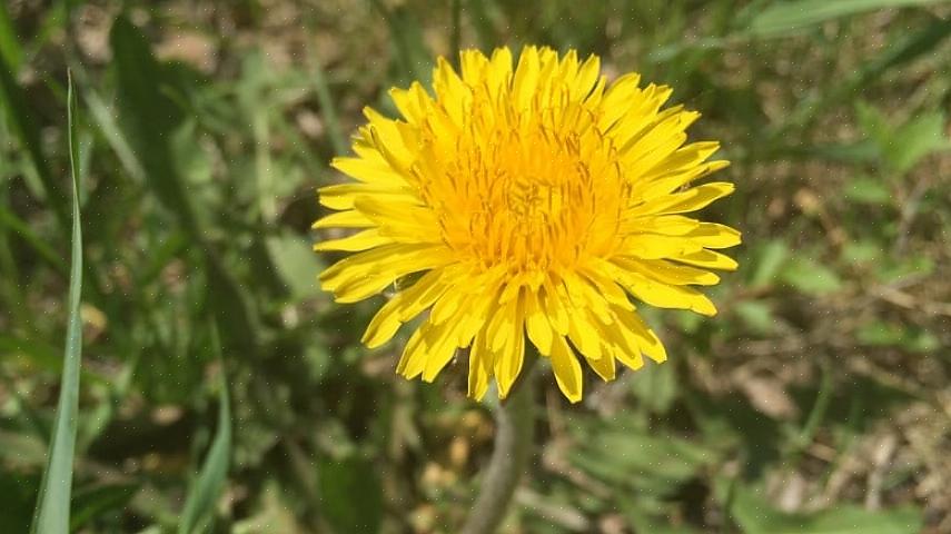 Gjennom sommeren høstes bladene og blomstene