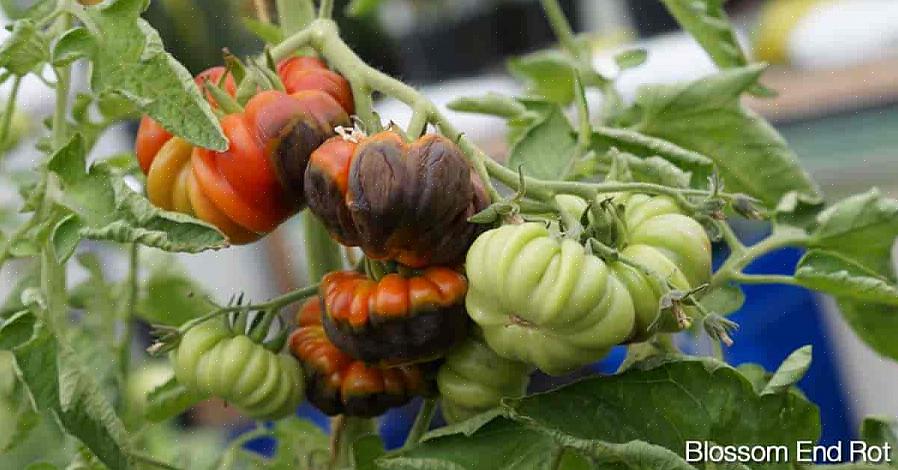 Ødelegger ikke blomsterråten hele frukten