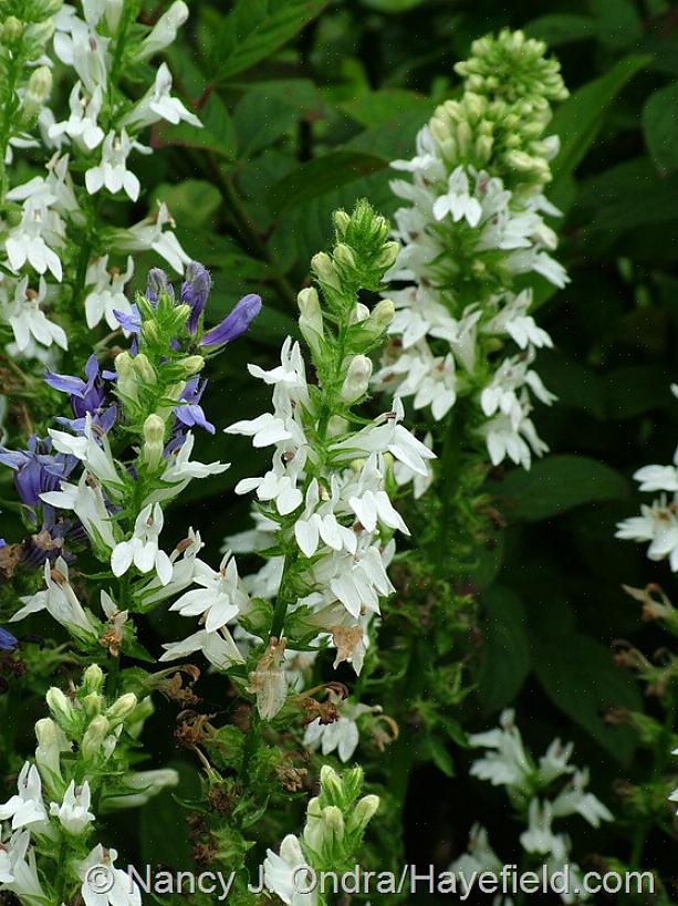 Hvordan dyrke gigantiske fleece blomsterplanter