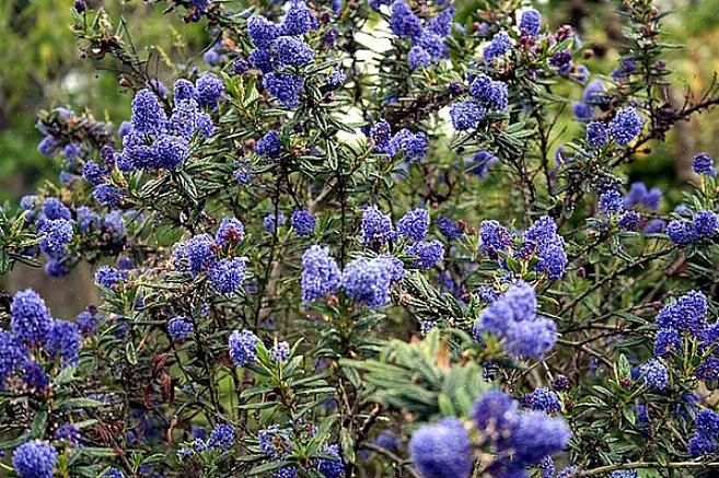 Den blå blomsten ceanothus (Ceanothus thyrsiflorus) er en eviggrønn busk som er hjemmehørende i California