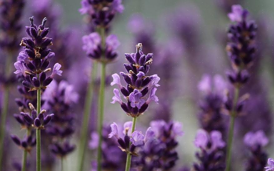 Lavendel bomull vil trives i steinhagen din