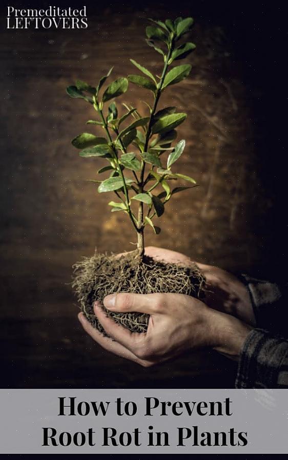 Nok et tegn på rotrot er at uansett hvor mye du vanner planten