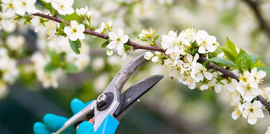 Hvis du har opplevd svikt i blomsterhagen