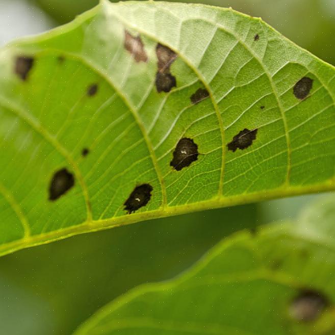 Sykdommen har blitt rapportert på rundt to dusin Prunus-arter