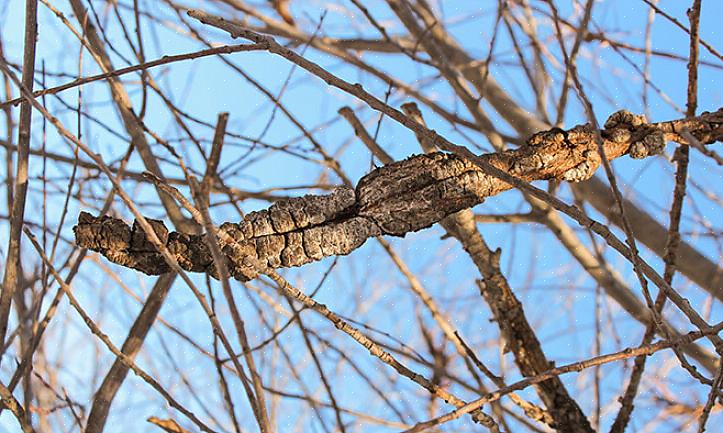 Hvis du bor i et område der ville Prunus-arter ofte er smittet med svart knute