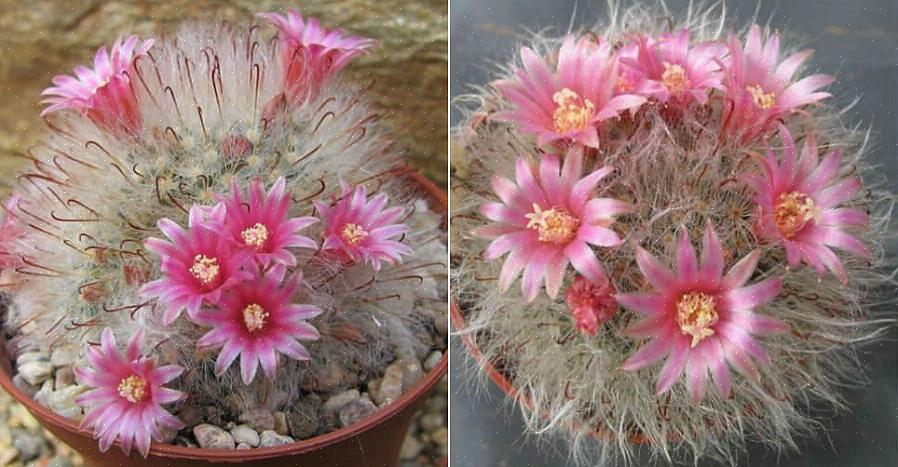 Mammillaria-kaktuser kan lett forplantes fra forskyvninger