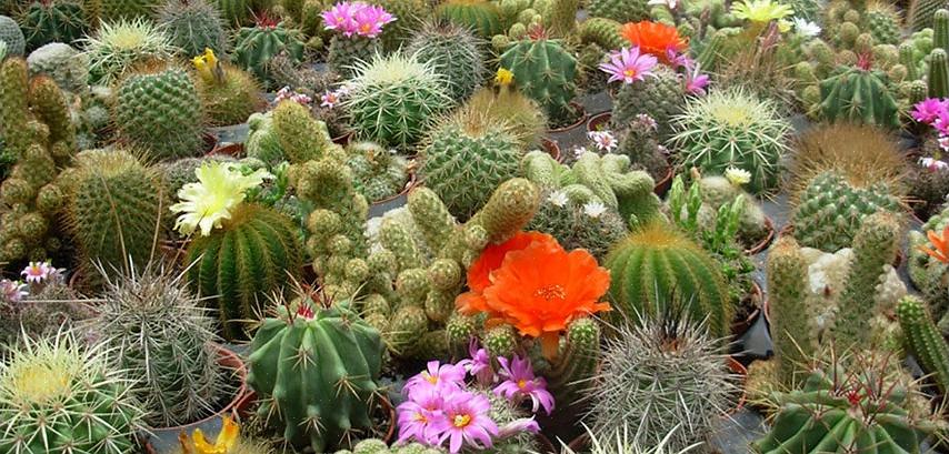 Rebutia-kaktus kan lett forplantes fra forskyvninger