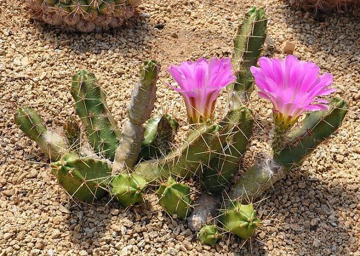 Du kan se Echinocereus i et hagesenter merket som Claret Cup