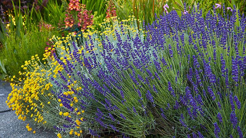 Lavendel er ikke den enkleste planten å dyrke i de fleste områder