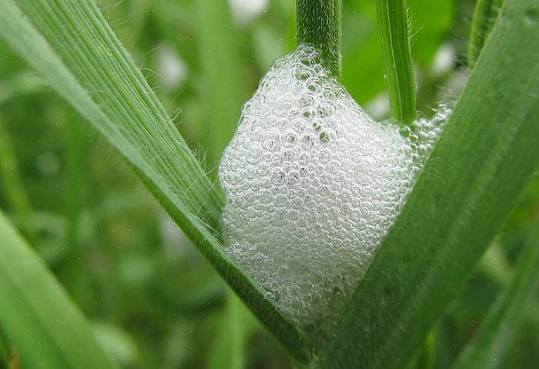 Selv om spittlebug-nymfer lever av plantesaft