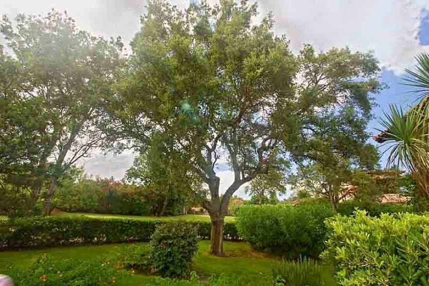 Det botaniske navnet på tyrkisk eik er Quercus cerris