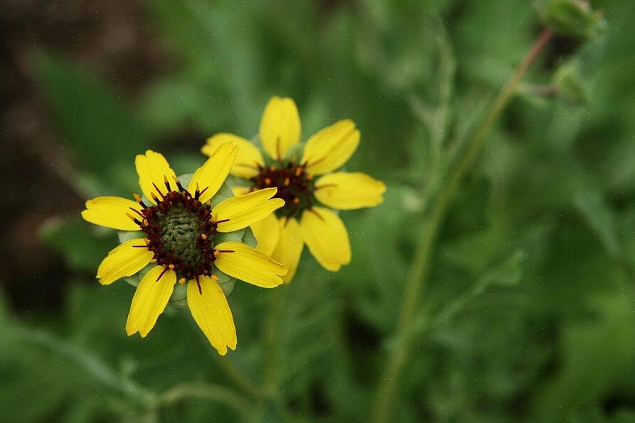 Sjokolade tusenfryd er et opplagt valg for den duftende blomsterhagen