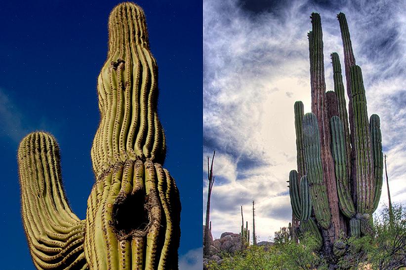 Saguaro-kaktusen er beskyttet