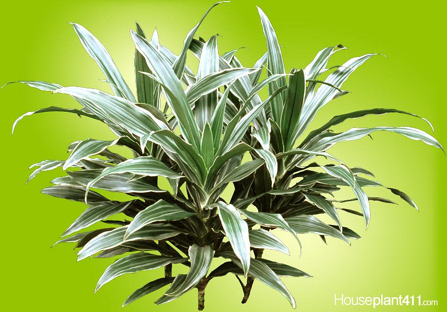 Dracaena-slekten har gitt noen av de mest robuste potteplanter som er tilgjengelige i dag