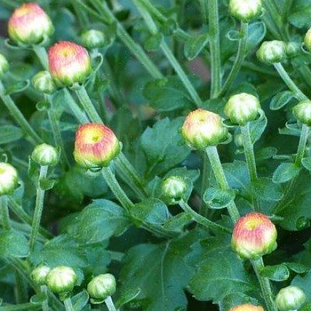 De fleste planter er ikke klare til å blomstre før de legger fra seg røtter