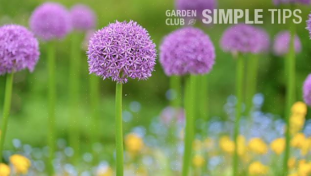 Bør du vurdere å plante noen av disse seks vårblomstrende pærene som har vist seg å være ekstremt