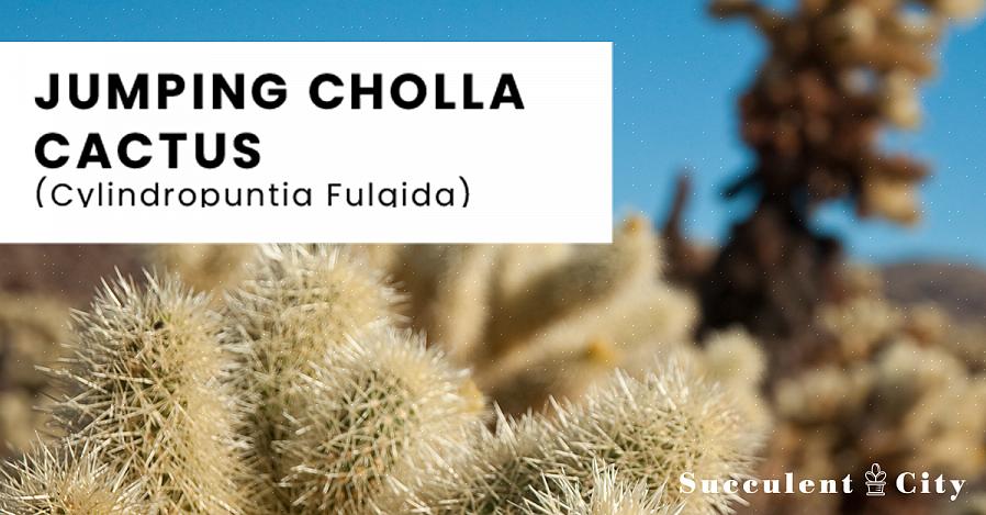 Cylindropuntia er en slekt av kaktuser som naturlig finnes hovedsakelig i Mexico