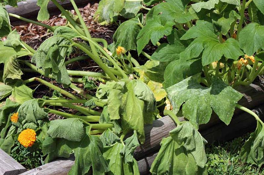 Den aster gule patogenet vil ikke overleve på en død plante