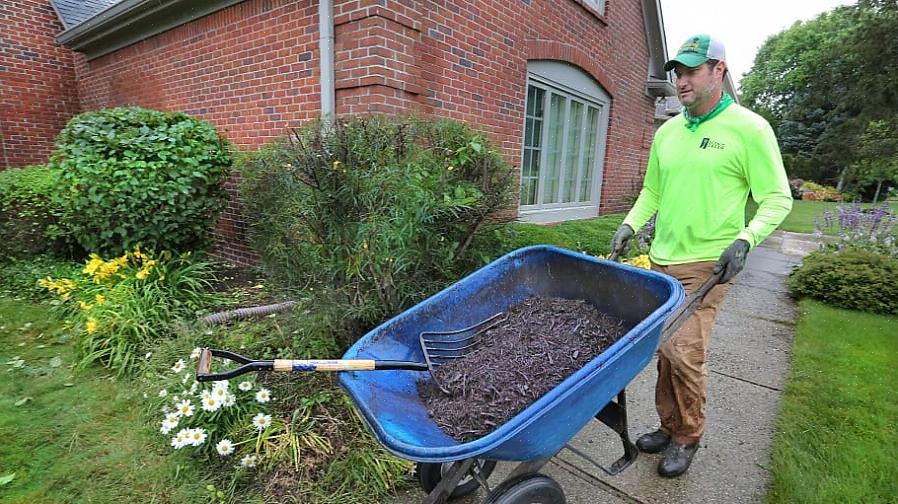 Mange huseiere spør om farget mulch (også kalt "farget mulch") er trygt å håndtere når de mulker planter