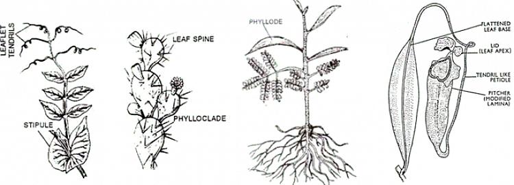 I blomstrende planter er en petiole vanligvis slank